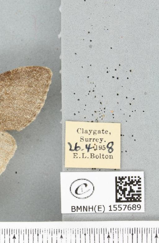 Calliteara pudibunda ab. concolor Staudinger, 1861 - BMNHE_1557689_label_255173