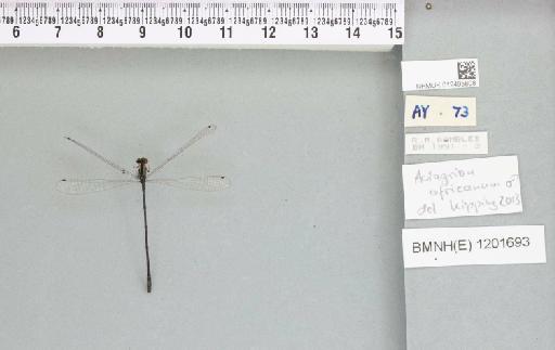 Aciagrion africanum Martin, 1908 - 012495808_reverse