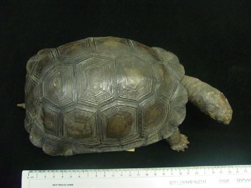 Chelonoidis nigra ephippium - Darwin's tortoise 009.jpg