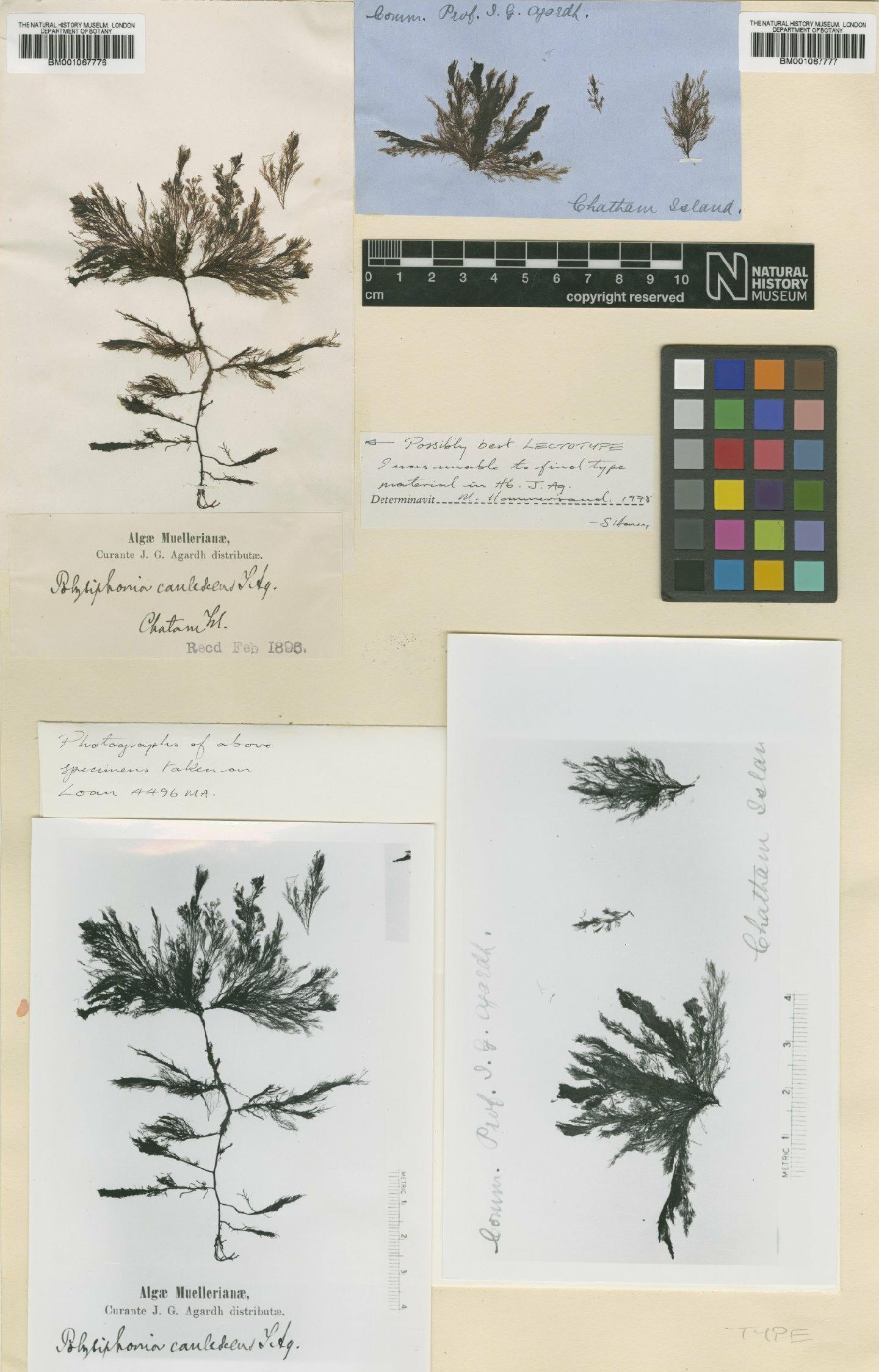 To NHMUK collection (Polysiphonia crassicollis Børgesen; NHMUK:ecatalogue:2320362)