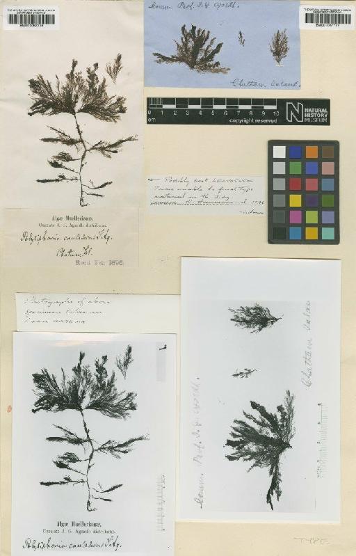 Polysiphonia crassicollis Børgesen - BM001067777