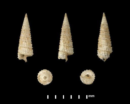 Triphoris pfeifferi Crosse & P. Fischer, 1865 - 1870.10.26.126
