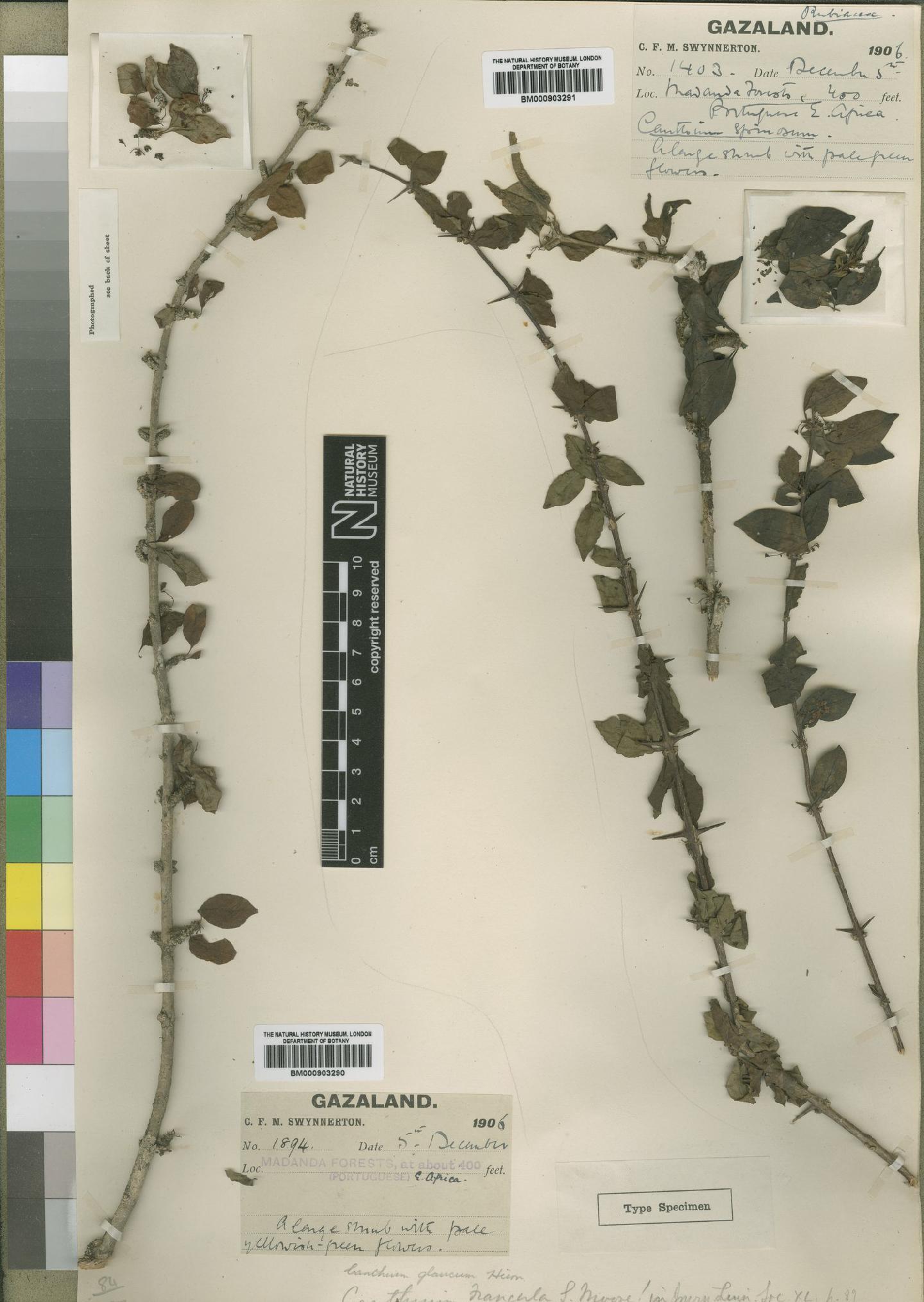 Canthium glaucum