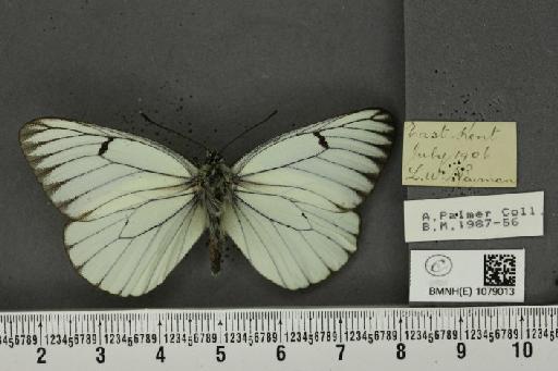 Aporia crataegi (Linnaeus, 1758) - BMNHE_1079013_70064