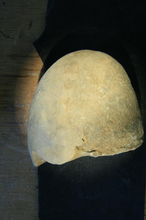 Eutrephoceras simile Spath, 1953 - PI C 41888 Eutrophoceras simile