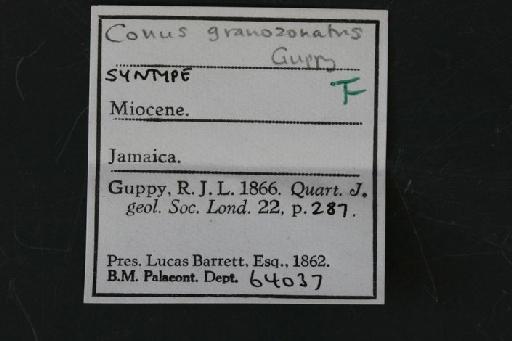 Conus granozonatus Guppy, 1866 - G 64037. Conus granozonatus (label.1)