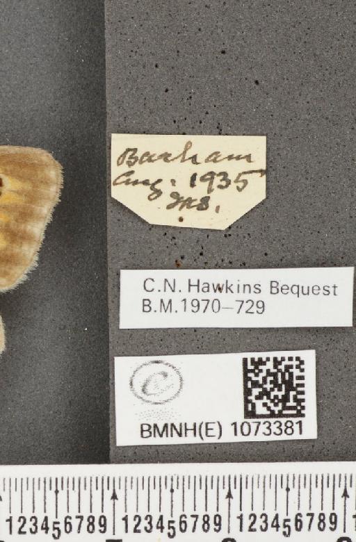Maniola jurtina insularis (Thomson, 1969) - BMNHE_1073381_label_40083