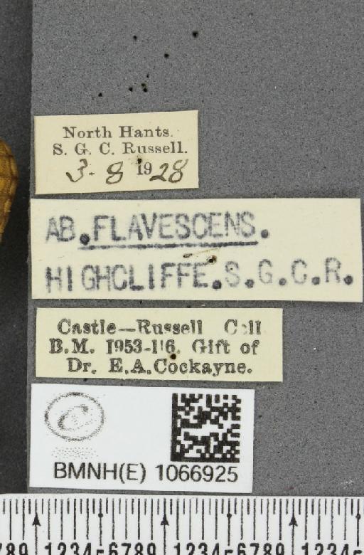 Lasiommata megera ab. pallida Gillmer, 1908 - BMNHE_1066925_label_28612