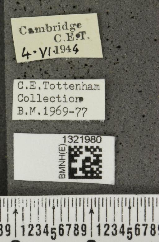 Epitrix atropae Foudras, 1861 - BMNHE_1321980_label_11748