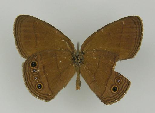 Euptychia electra Butler, 1867 - BMNH(E)_ 1204748_Yphthimoides_(Euptychia)_yphthima_electra_Butler_HT_male (3)