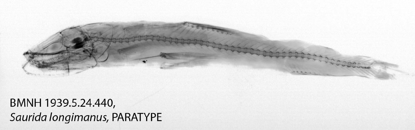 To NHMUK collection (Saurida longimanus Norman, 1939; PARATYPE; NHMUK:ecatalogue:2518042)