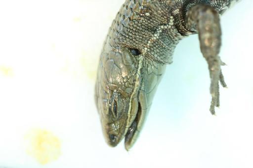 Prionodactylus vertebralis - Prionodactylus_palmeri (type)_BMNH1946.8.31.43i.JPG