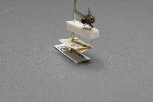 Sarcophaga (Myorhina) nigriventris Meigen, 1826 - 015091853_additional_4