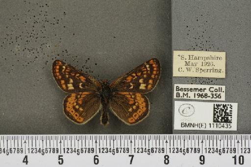 Euphydryas aurinia (Rottemburg, 1775) - BMNHE_1110435_52031