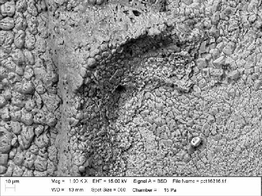 Zigzagopora wigleyensis Wilson & Taylor, 2016 - NHM-UK_P_BZ7751_8_M_1