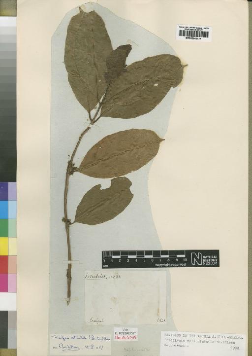 Tricalysia reticulata (Benth.) Hiern - BM000903129