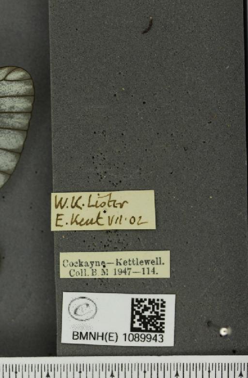 Aporia crataegi (Linnaeus, 1758) - BMNHE_1089943_label_69725
