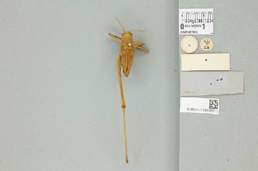 Mecopoda elongata elongata (Linnaeus, 1758) - 012496573_reverse_1