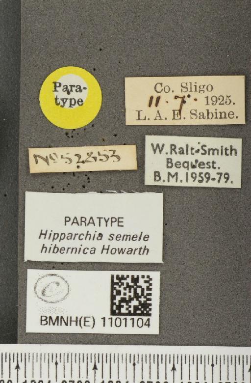 Hipparchia semele hibernica Howarth, 1971 - BMNHE_1101104_label_11798