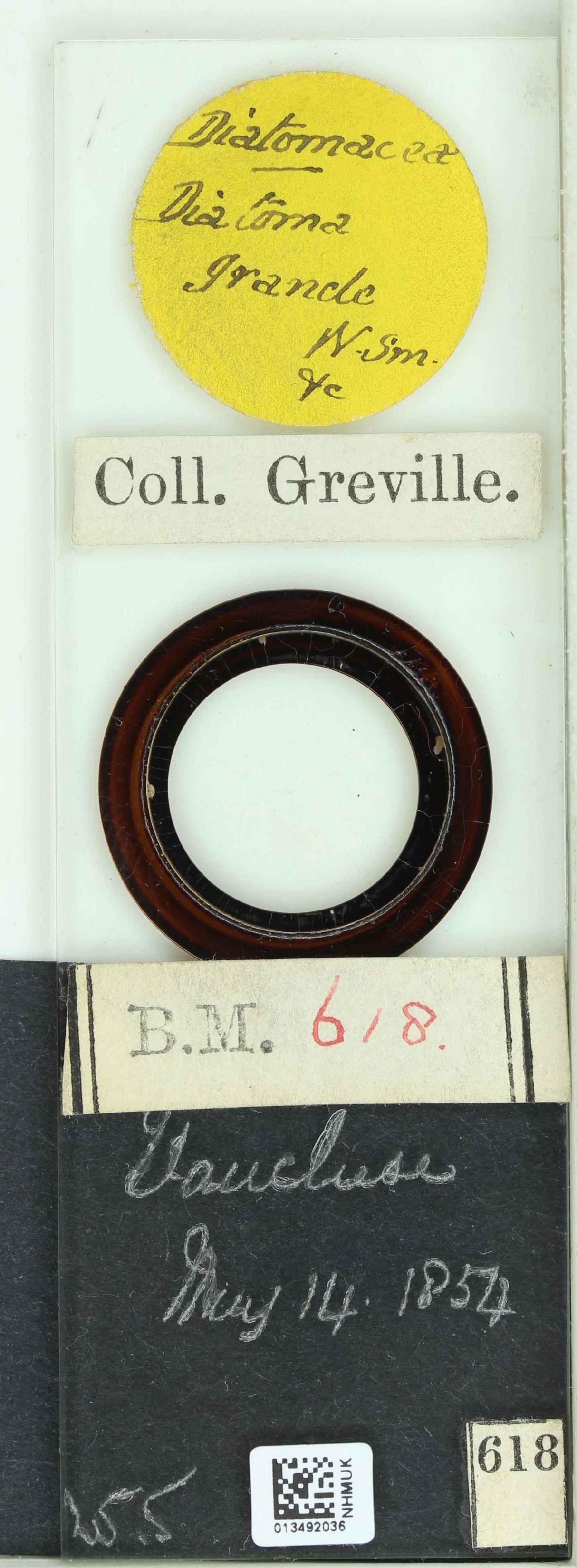 To NHMUK collection (Diatoma grande W.Sm.; SYNTYPE; NHMUK:ecatalogue:4730159)
