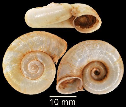 Cyclostoma (Opisthophorus) cochinchinensis Pfeiffer, 1857 - 20170354, SYNTYPE, Cyclostoma (Opisthophorus) cochinchinensis Pfeiffer, 1857