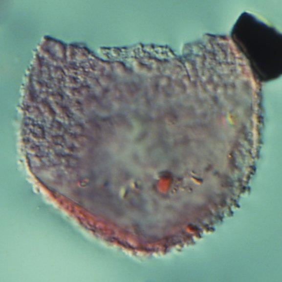 To NHMUK collection (Tenua verrucosa Sarjeant, 1968; Holotype; NHMUK:ecatalogue:2159151)