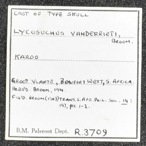 Lycosuchus vanderrieti Broom, 1903 - NHMUK PV R 3709 - label