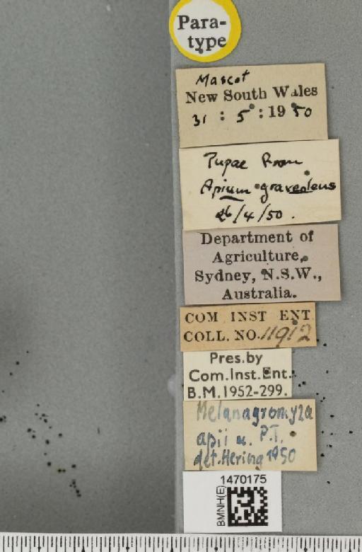 Melanagromyza apii Hering, 1951 - BMNHE_1470175_label_44726