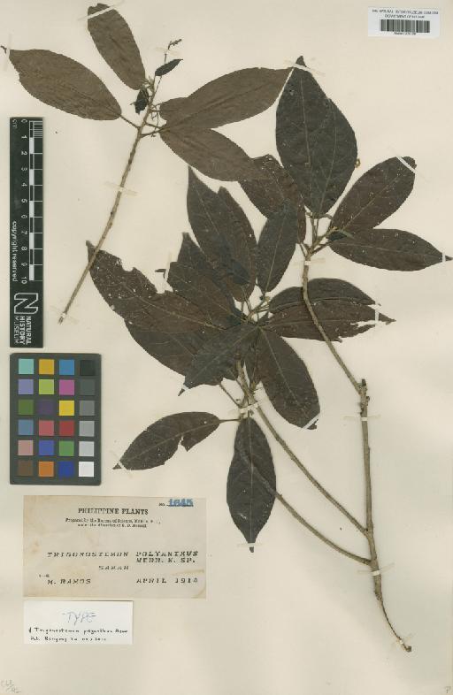 Trigonostemon polyanthus Merr. - BM001209709