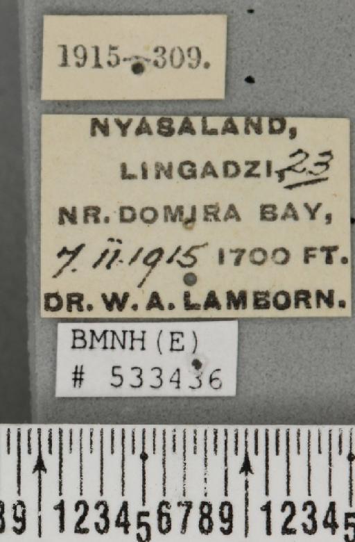 Dacus (Dacus) bivittatus (Bigot, 1858) - BMNHE_533436_label_37061