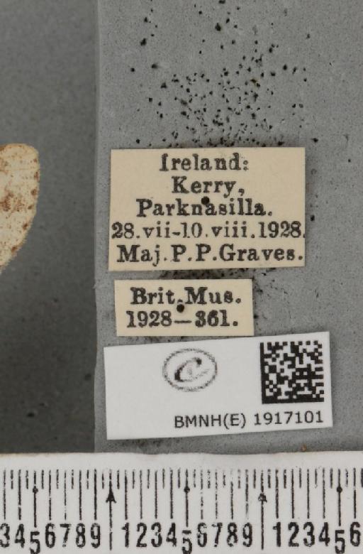 Ectropis crepuscularia (Denis & Schiffermüller, 1775) - BMNHE_1917101_label_480721