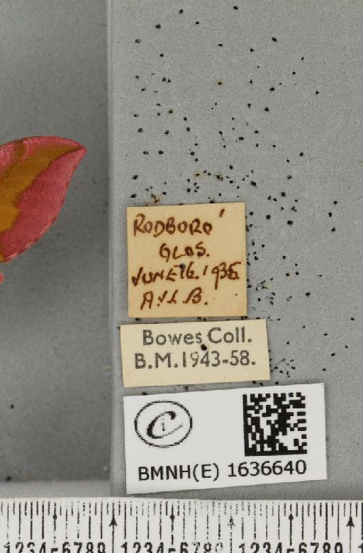 Deilephila porcellus (Linnaeus, 1758) - BMNHE_1636640_label_206704