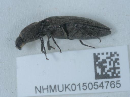 Actenicerus (Actenicerus) siaelandicus (Müller, O.F., 1764) - 015054765_1