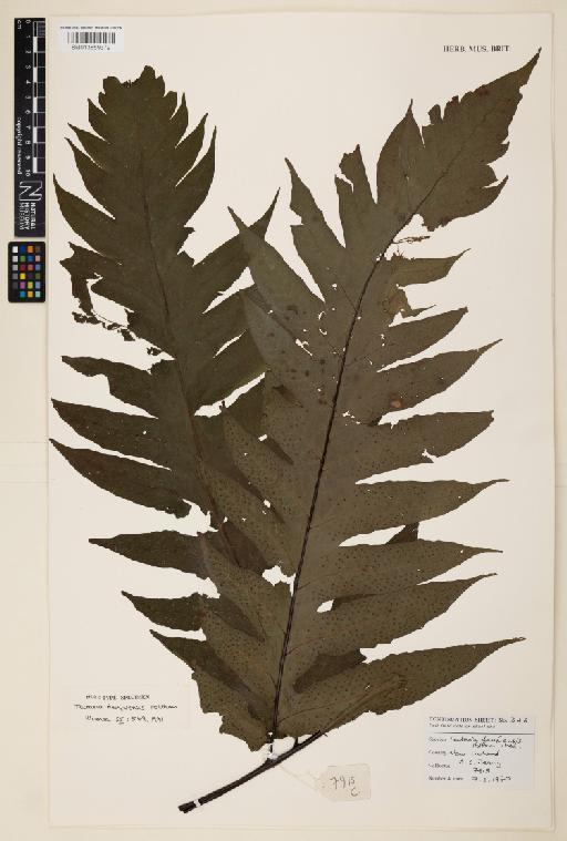 Tectaria danfuensis Holttum - 013859379