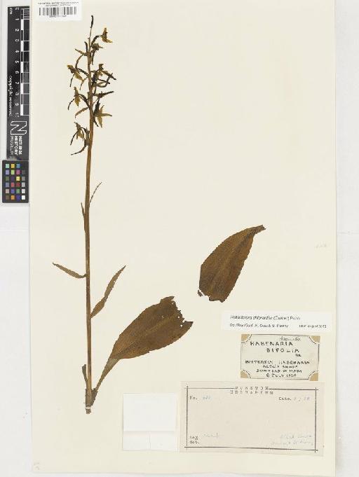 Platanthera chlorantha (Custer) Rchb. - BM001117981