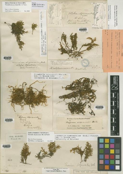 Pinnatella alopecuroides (Hook.) M.Fleisch. - BM000667803_a