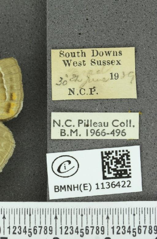 Neozephyrus quercus ab. aurantia-excessa Tutt, 1907 - BMNHE_1136422_label_94253