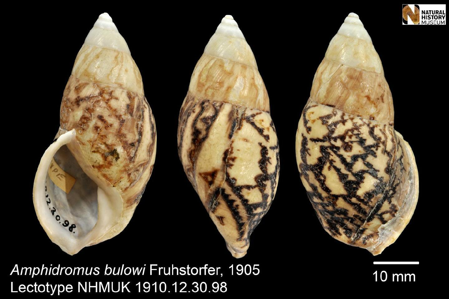 To NHMUK collection (Amphidromus bulowi Fruhstorfer, 1905; LECTOTYPE; NHMUK:ecatalogue:2857420)