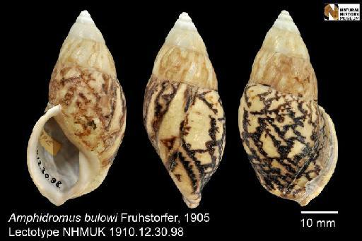 Amphidromus bulowi Fruhstorfer, 1905 - 1910.12.30.98, LECTOTYPE, Amphidromus bulowi Fruhstorfer, 1905