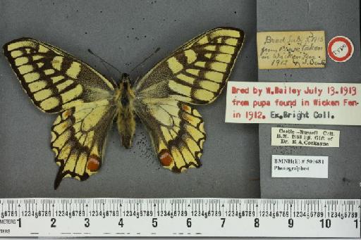 Papilio machaon britannicus ab. latelutea Goodson, 1959 - BMNHE_500681_64815