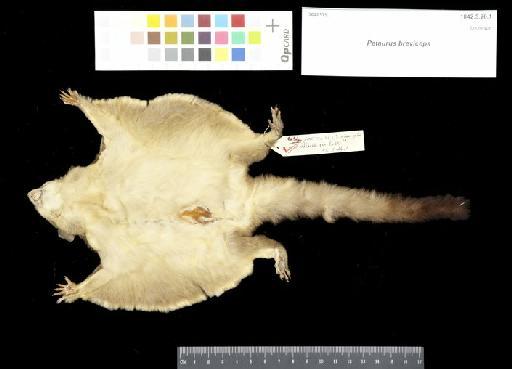 Petaurus breviceps - 1842.5.26.1_Skin_Ventral