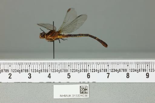 Progomphus australis Belle, 1973 - 013324036_lateral