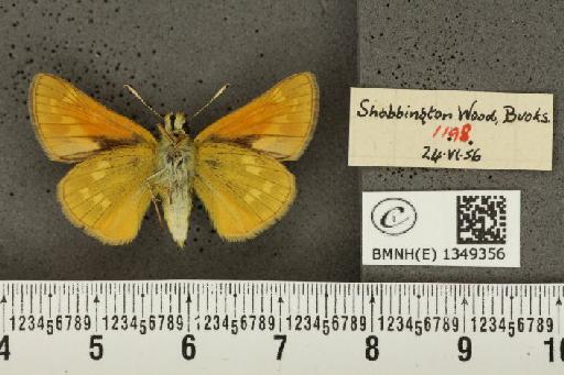 Ochlodes sylvanus (Esper, 1777) - BMNHE_1349356_155597