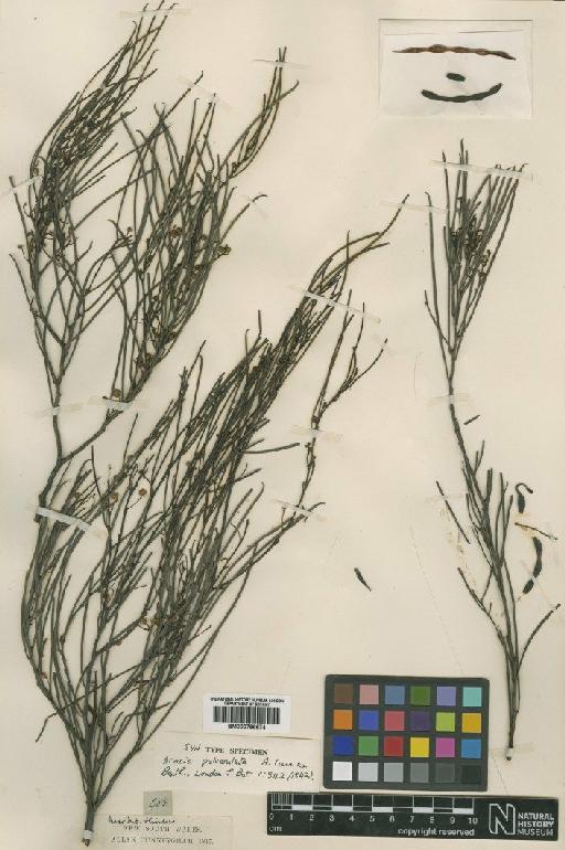 Acacia pulverulenta A.Cunn. ex Benth. - BM000796574