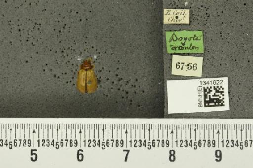 Gynandrobrotica xanthoptera (Baly, 1886) - BMNHE_1341822_23478