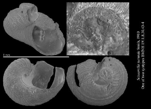 Scissurella jucunda Smith, 1910 - 1911.8.30.44_paralectotype