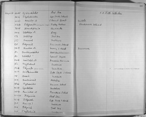 Halosydna insignis Baird - Zoology Accessions Register: Annelida & Echinoderms: 1924 - 1936: page 14