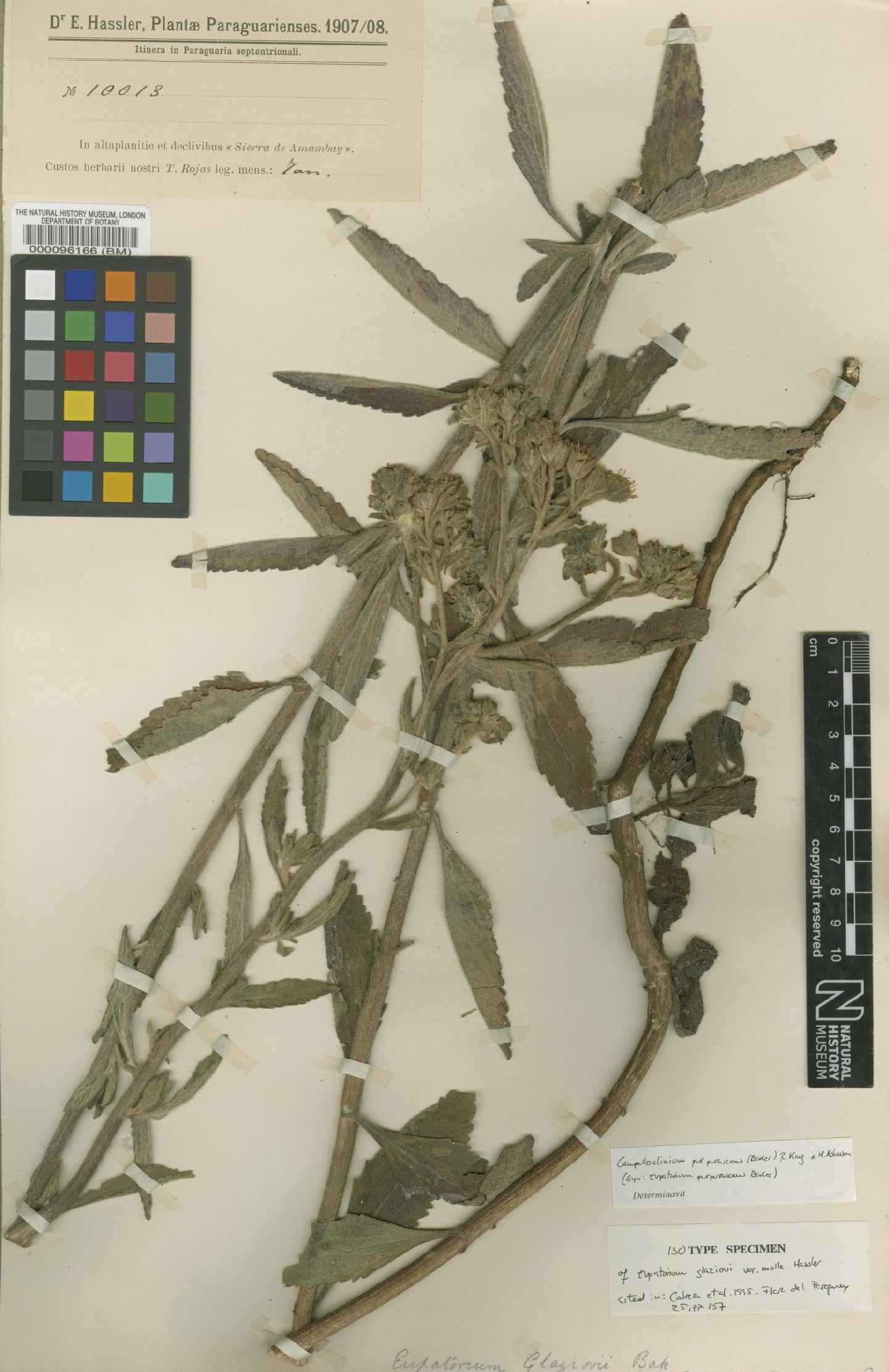 To NHMUK collection (Campuloclinium purpurascens (Sch.Bip. & Baker) R.M.King & H.Rob.; Isotype; NHMUK:ecatalogue:4566738)