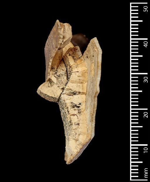 Toxodon Owen, 1837 - NHMUK PV M 100016_5