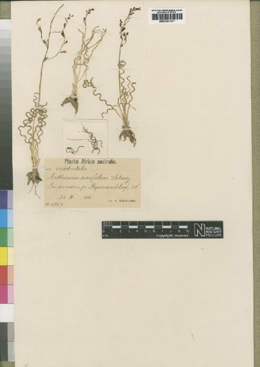 Trachyandra flexifolia (L.f.) Kunth - BM000911677